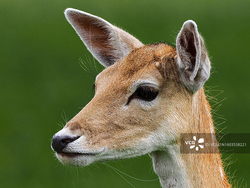 休耕白色的特写图片素材