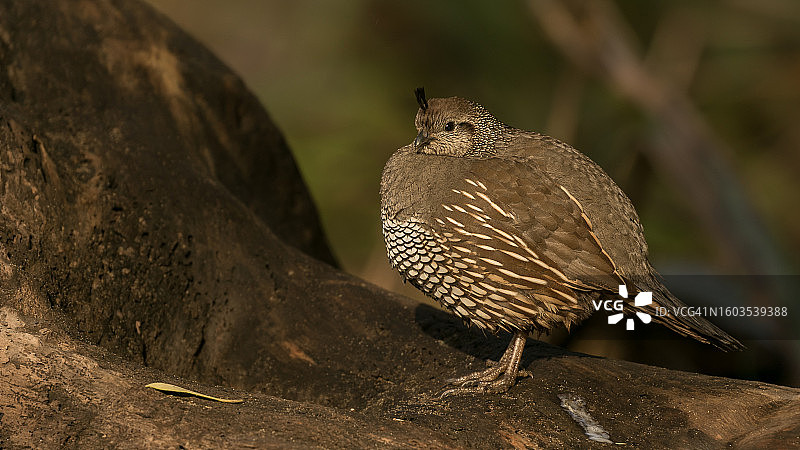 鹌鹑栖息在岩石上特写图片素材