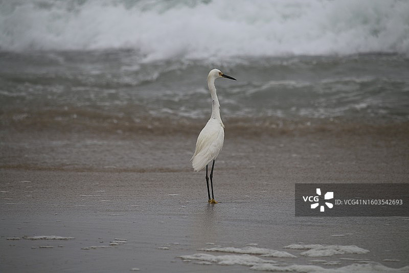 栖息在海中的白鹭侧面图，美国加利福尼亚州帝国海滩图片素材