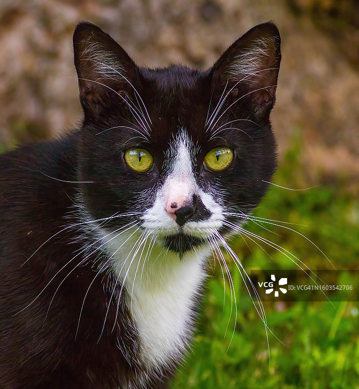 猫咪特写，美国纽约蒙蒂塞洛图片素材
