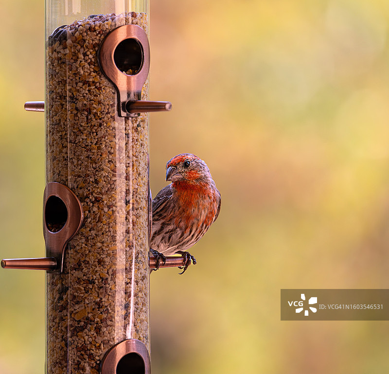 鸣雀栖息在美国加利福尼亚州尔湾喂食器上的特写图片素材