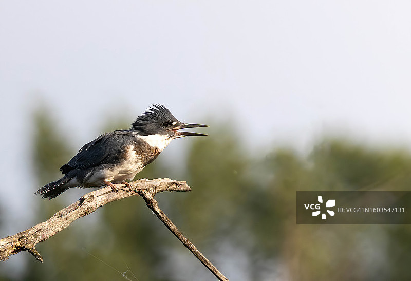 翠鸟栖息在树枝上的特写图片素材