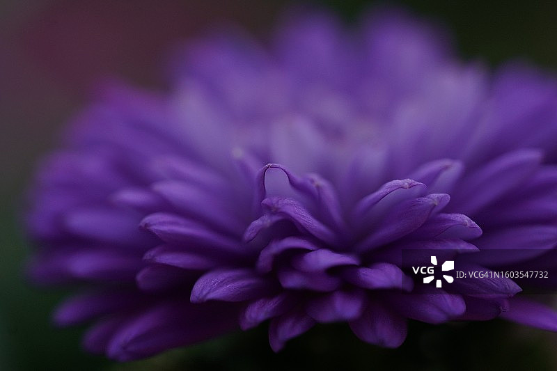 紫色花朵的特写图片素材