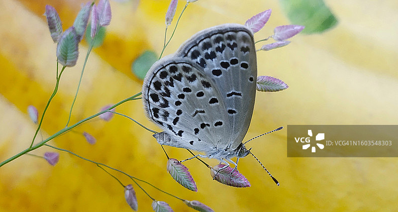 蝴蝶在黄花上授粉的特写图片素材