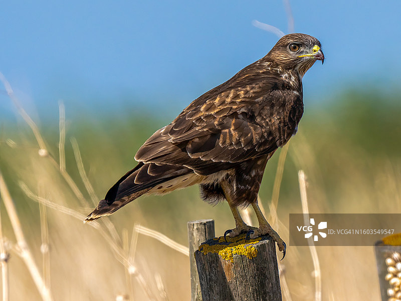 特写：猛禽栖息在葡萄牙的木桩上图片素材