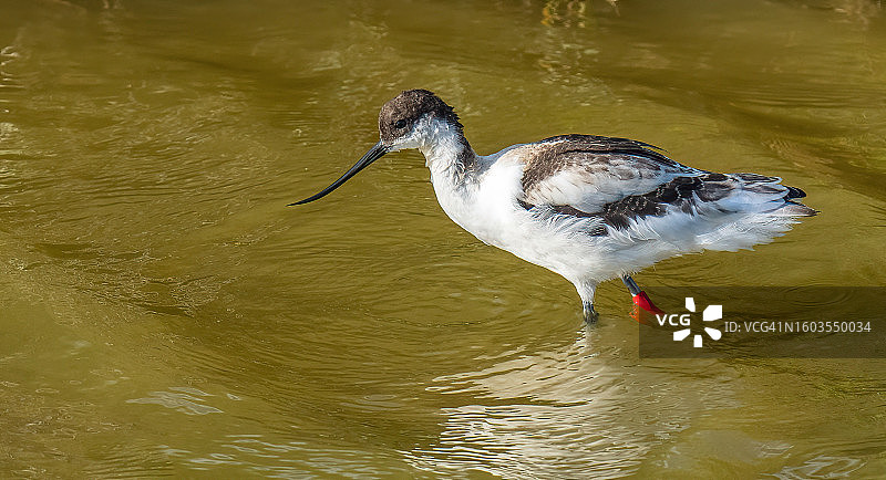 高角度拍摄：鹬鸟在湖中图片素材