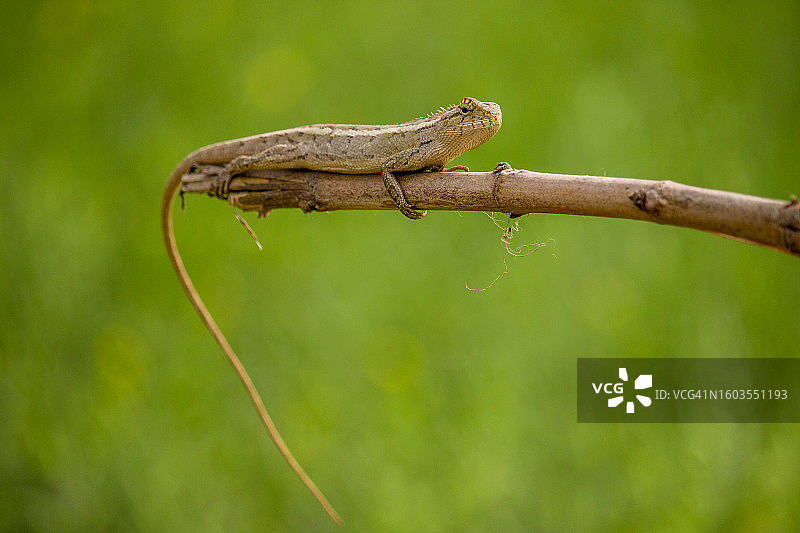 植物上的变色龙特写图片素材