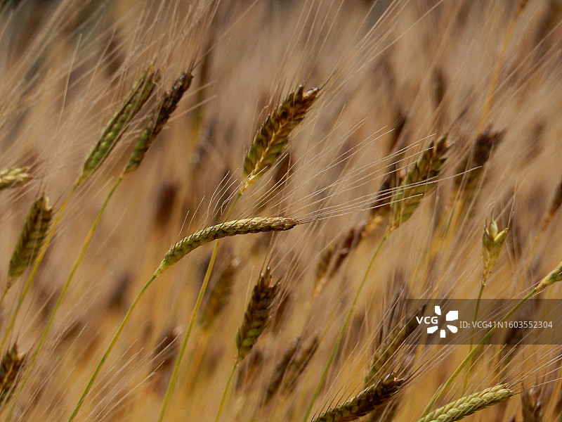 小麦在田间生长的特写图片素材
