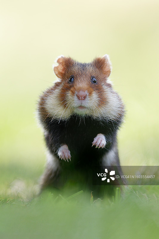 田野中仓鼠的特写 портрет图片素材