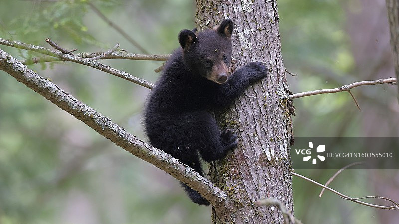 美洲黑熊在树上的肖像，美国田纳西州汤森图片素材