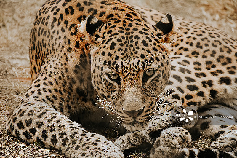 在原野上休息的豹子特写肖像图片素材