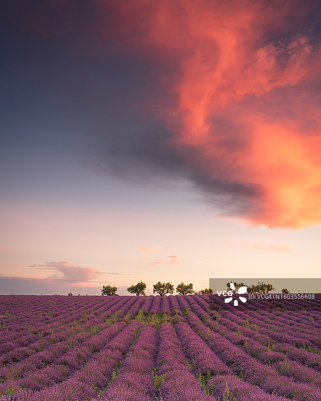 日落时分薰衣草田美景，瓦朗索勒，法国图片素材