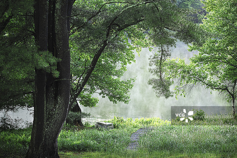 美国宾夕法尼亚州，波科诺镇的森林树木图片素材