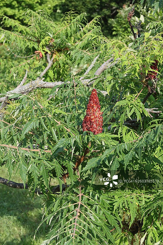 切割叶漆树图片素材