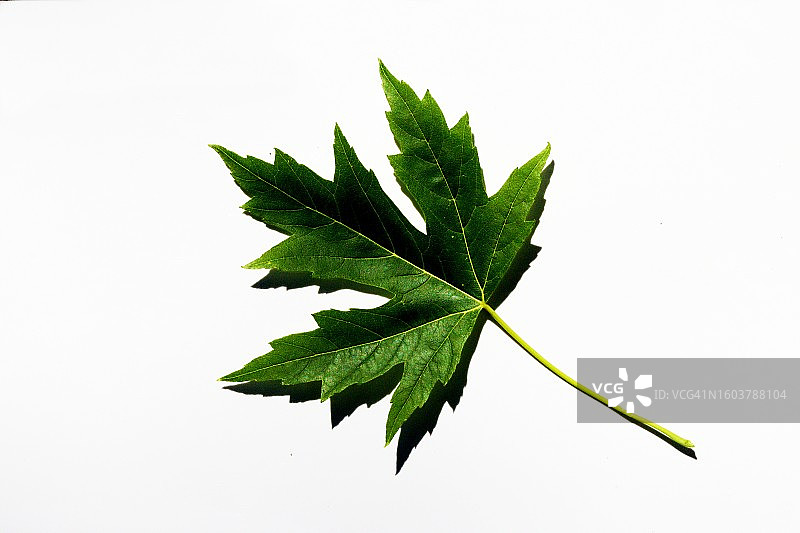 单片枫叶图片素材