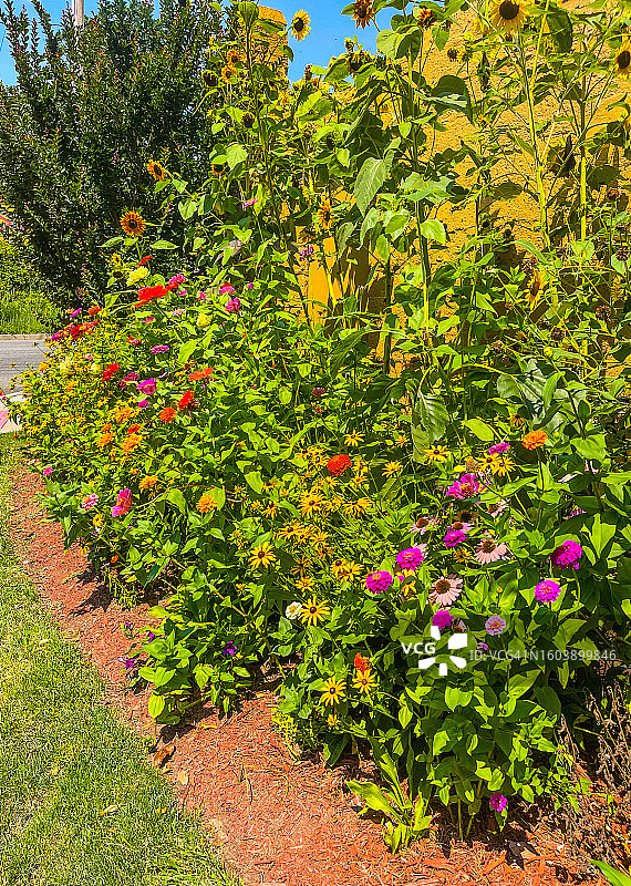 蒂内克夏季花园中的鲜花和灌木图片素材