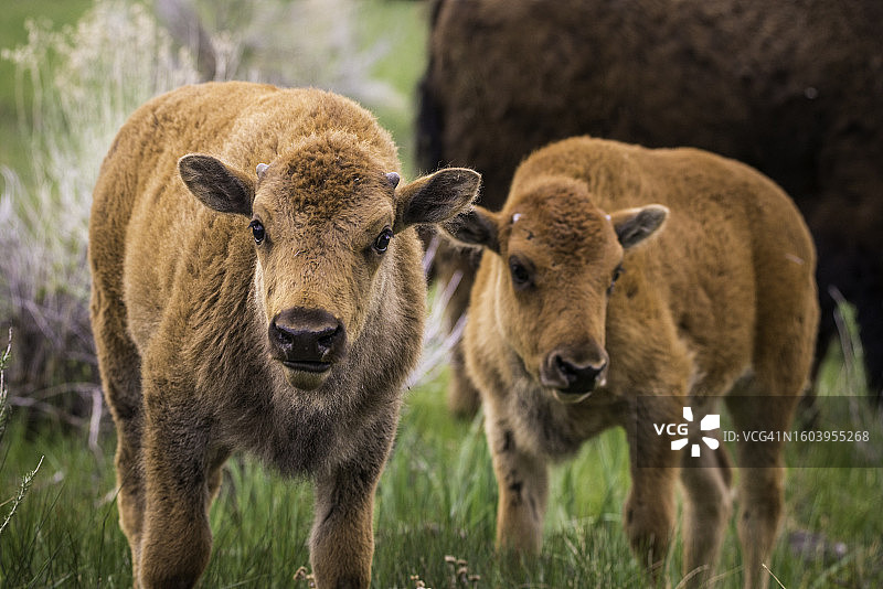 红色的狗图片素材