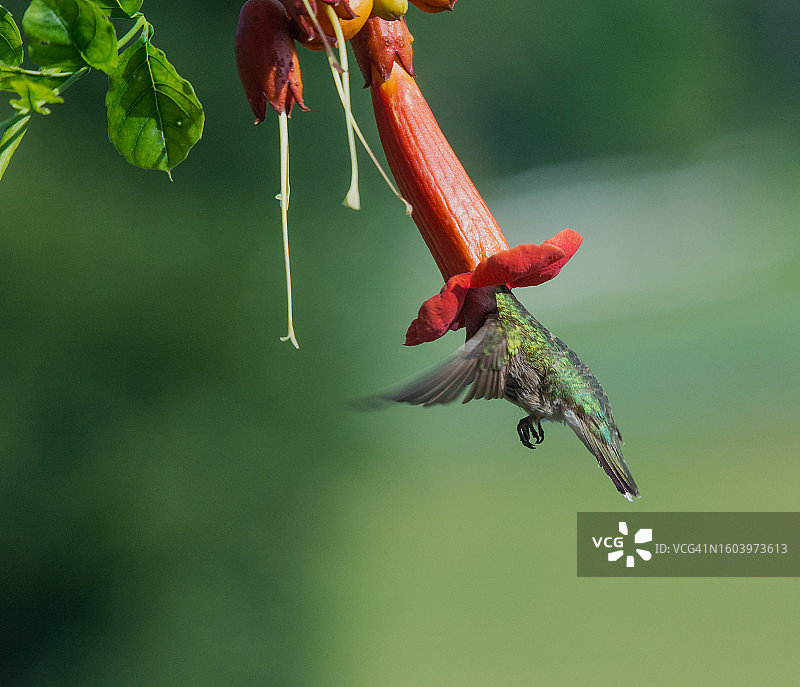 红喉蜂鸟和喇叭花图片素材
