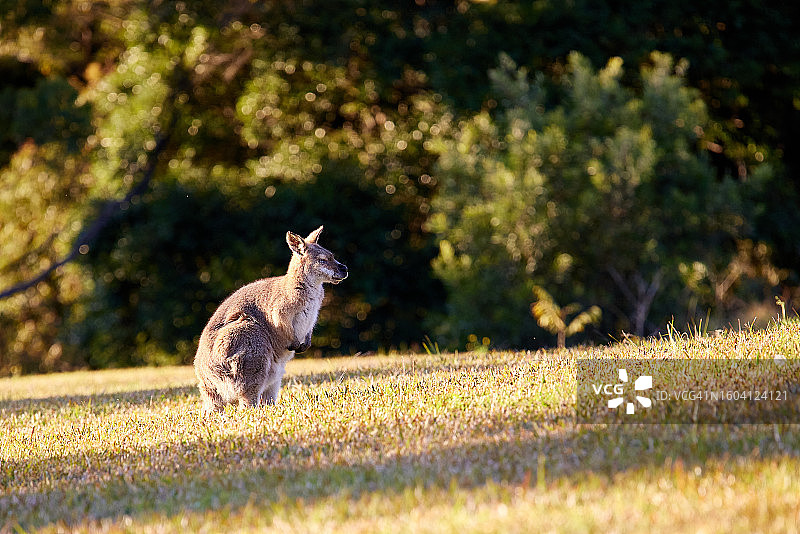 午后阳光下的小袋鼠图片素材