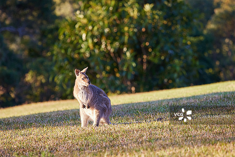 午后阳光下的小袋鼠图片素材