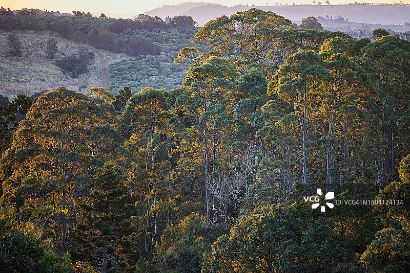 夕阳下的桉树图片素材