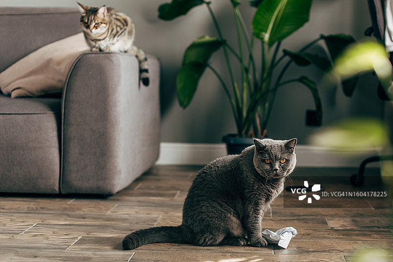 两只缅因猫小猫在室内玩耍，追逐激光笔的红点图片素材