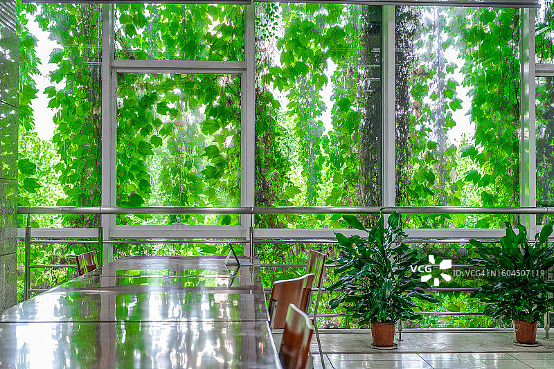 教室的窗户被绿叶覆盖图片素材