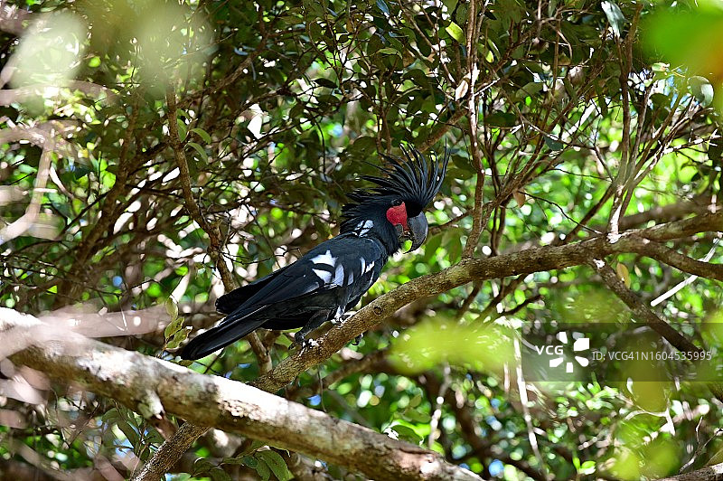凤头鹦鹉，位于澳大利亚昆士兰州约克角半岛图片素材