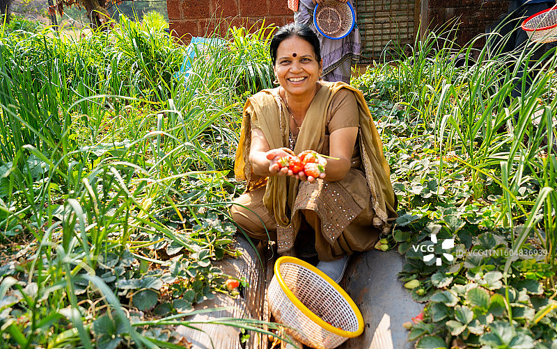 印度草莓园里采摘草莓的女人，印度农业场景图片素材