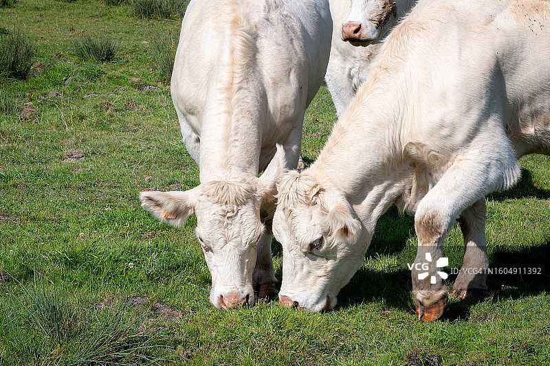 吃草的奶牛图片素材