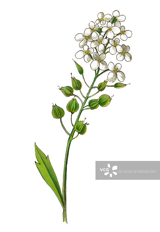 屈曲花植物学古老雕刻插图图片素材