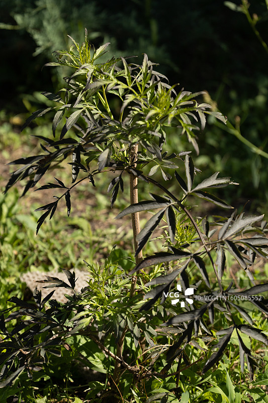花园中绿色和黑色接骨木的狭窄羽状叶特写图片素材