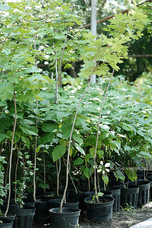 种植在盆中的梓树植物，作为室内植物在植物园中生长图片素材