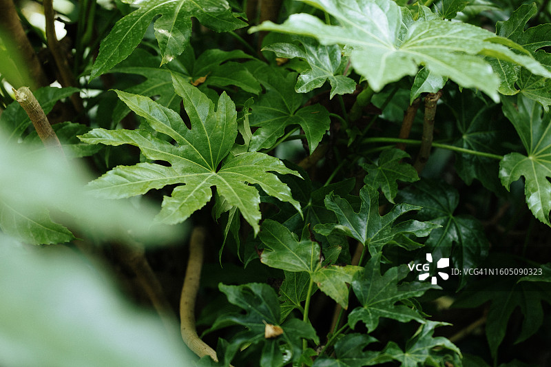 八角金盘（ Fatsi，日本 Aralia），在花园里生长着深绿色、巨大的裂片状叶子图片素材