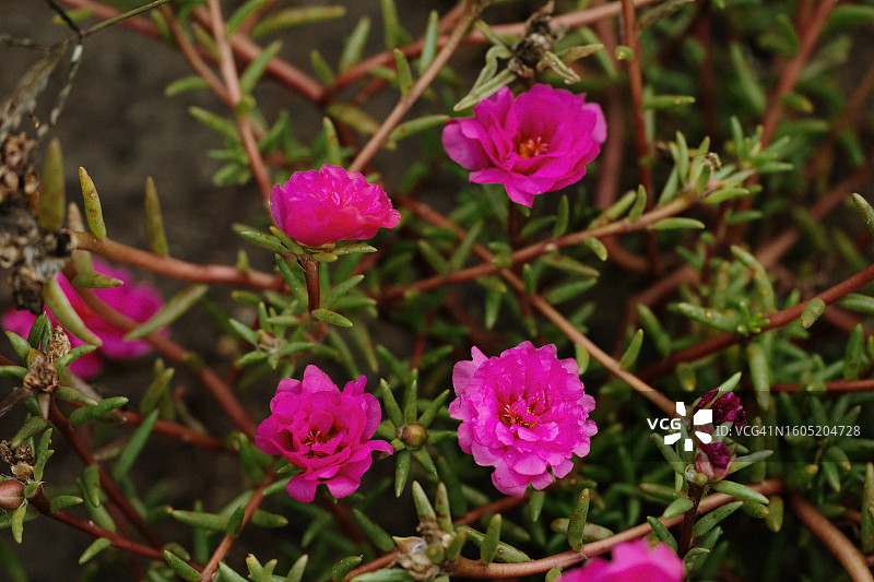 马齿苋和苔藓玫瑰装饰植物园景观图片素材