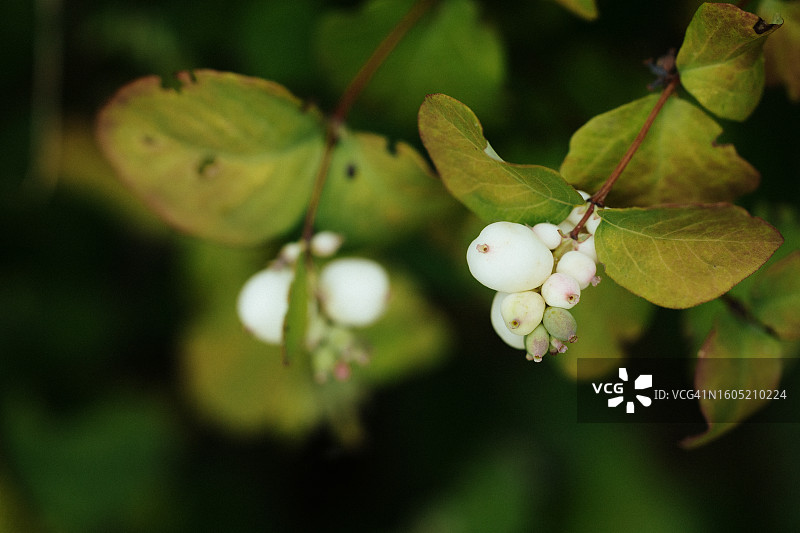白色雪果特写，沿着落叶灌木的茎生长图片素材