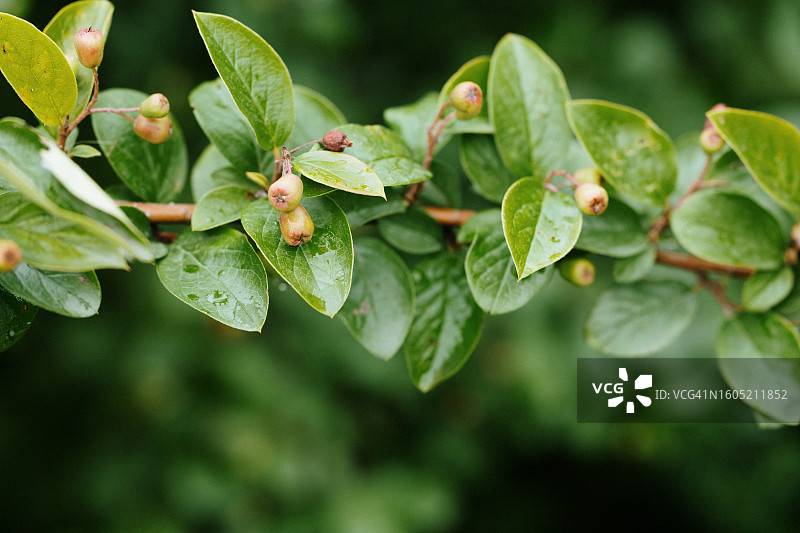 亮叶栒子枝条，用未成熟的有毒浆果装饰着茂盛的树叶图片素材