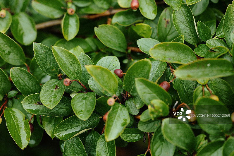 光亮 Cotoneaster 观赏植物图片素材