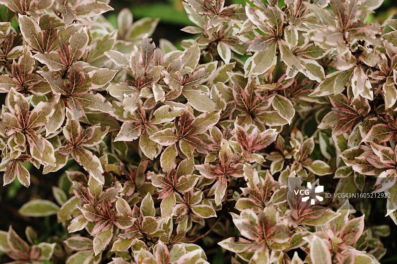 航拍：盛开的锦带花，花园景观图片素材