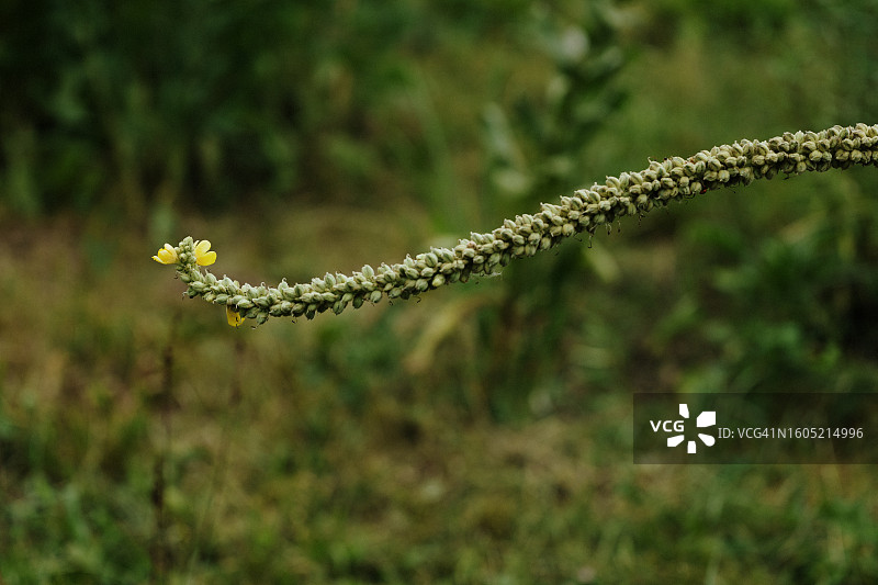 独特的毛蕊花特写，茎上点缀着小叶子和黄色花朵，在花园中栽培图片素材