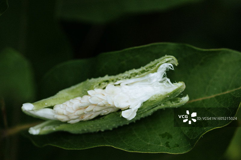萝藦的开放豆荚，释放附着在丝绸上的小种子，在植物园中种植图片素材