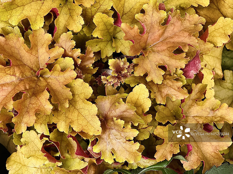 珊瑚钟叶子特写图片素材