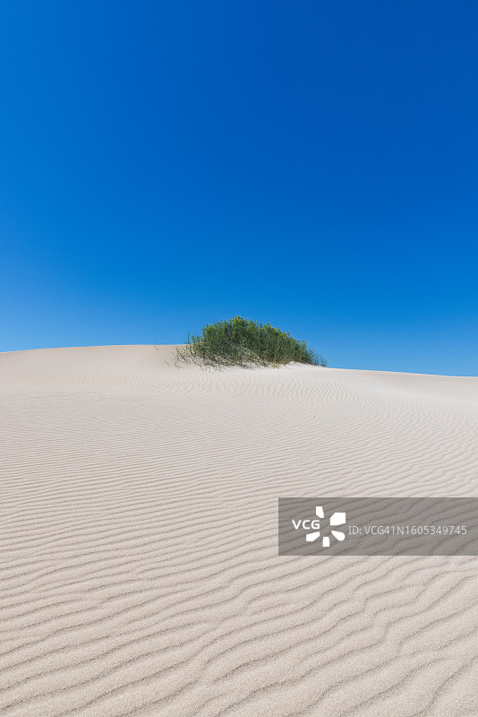 西澳大利亚埃克斯茅斯沙丘上生长的海蓬草图片素材