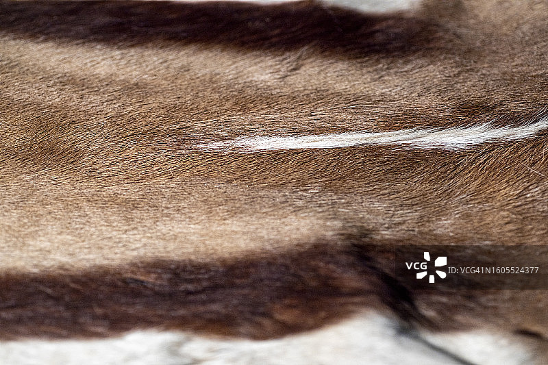 动物特写图片素材