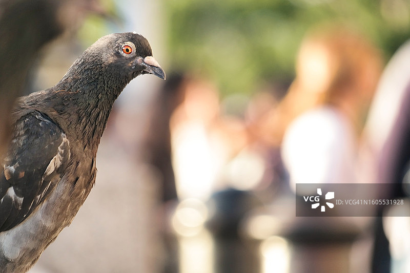 鹟鹛栖息在户外特写图片素材