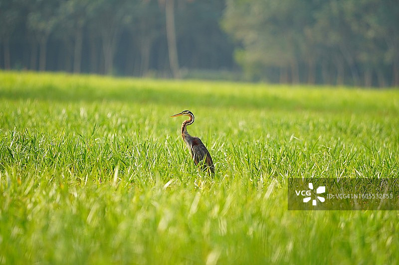 苍鹭栖息在草地上的特写图片素材