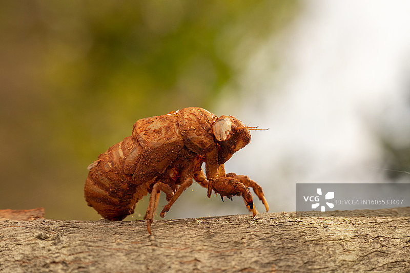 岩石上的昆虫特写图片素材