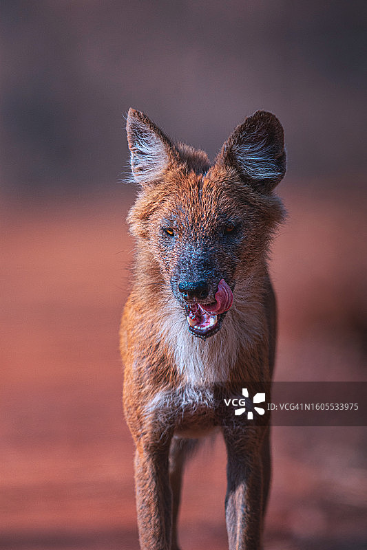 狗看向别处的特写图片素材