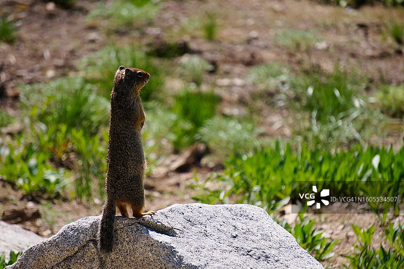美国爱达荷州岩石上的蜥蜴特写图片素材