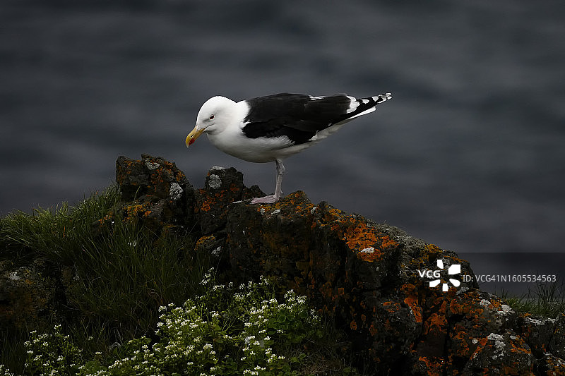 栖息在岩石上的海鹦特写图片素材